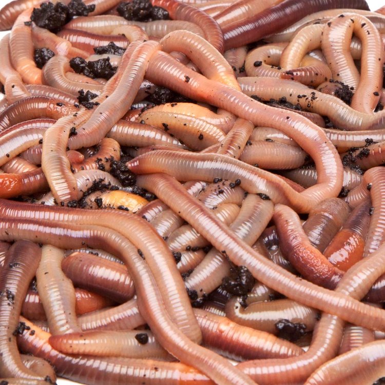 Live Canadian Nightcrawler Earthworm Pet Food Fish Bait Shop Bugz Live Canadian Nightcrawler Earthworm Pet Food Fish Bait Shop Bugz