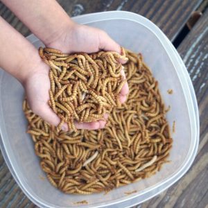 Live GIANT Mealworms Pet Reptile Feeders JUMBO Sized 5 out of 5 stars 1 Review from $10.25 Mealworms (Tenebrio Molitor) are the larvae of the darkling beetle. They are an excellent food source and very high in protein for reptiles, amphibians, fish, birds, chickens, mice, rats, cockroaches, frogs, snakes, squirrels and more! They are exceptionally high in protein, making them a food staple for many types of animals. Easy to care for and keep alive for weeks. Keep cool in refrigerator around 40 - 50 degrees to keep them alive and comfortable Fishermen: trout, bass, crappie, perch, bluegill and other panfish love to strike at these golden Giant Mealworms In spring, wild birds need a steady supply of high-protein grubs while raising their young. Wild birds, chickens, reptiles, monkeys, reptiles, and fish enjoy eating a moving larvae that gives them a sense of hunting and gets them mobile