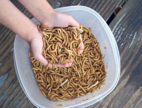 Live GIANT Mealworms Pet Reptile Feeders JUMBO Sized 5 out of 5 stars 1 Review from $10.25 Mealworms (Tenebrio Molitor) are the larvae of the darkling beetle. They are an excellent food source and very high in protein for reptiles, amphibians, fish, birds, chickens, mice, rats, cockroaches, frogs, snakes, squirrels and more! They are exceptionally high in protein, making them a food staple for many types of animals. Easy to care for and keep alive for weeks. Keep cool in refrigerator around 40 - 50 degrees to keep them alive and comfortable Fishermen: trout, bass, crappie, perch, bluegill and other panfish love to strike at these golden Giant Mealworms In spring, wild birds need a steady supply of high-protein grubs while raising their young. Wild birds, chickens, reptiles, monkeys, reptiles, and fish enjoy eating a moving larvae that gives them a sense of hunting and gets them mobile
