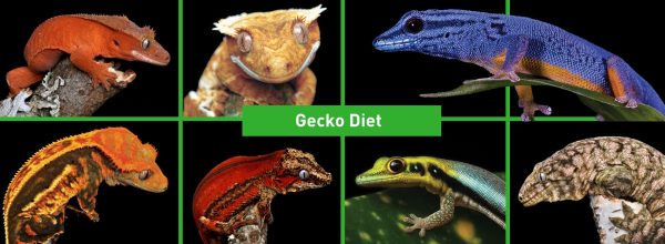 Gecko diet