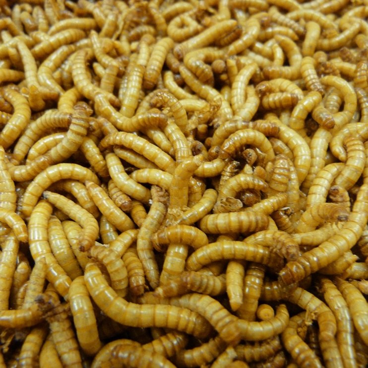 Live Mealworms Bearded Dragon, Gecko & Lizard Insect Feeders