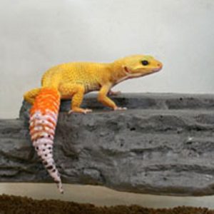 Elevated Pet Reptile and Amphibian Realistic Magnet-Powered Terrarium Ledge