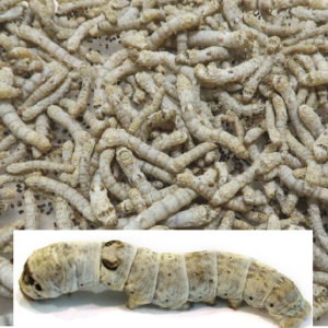 SILKworm+bulk+single