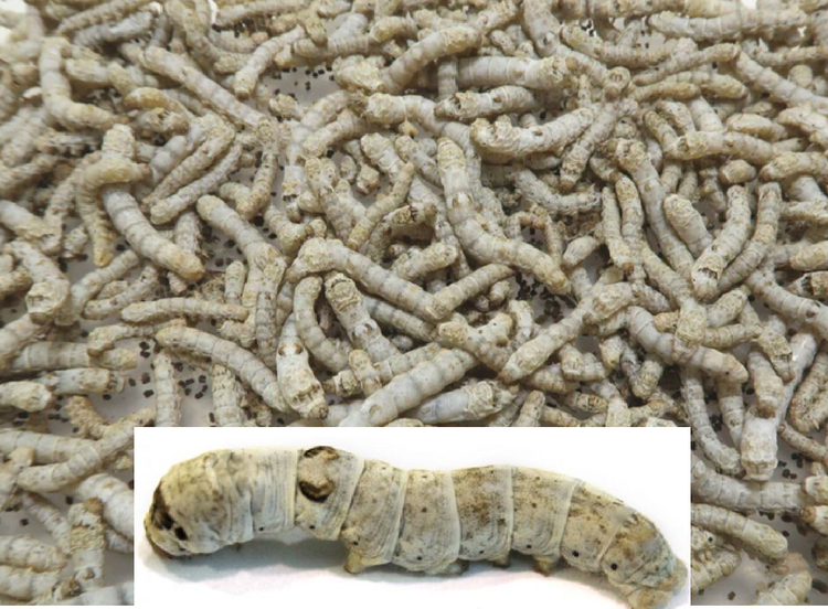 Live Silkworm Pet Insect Feeders Cup Silk Worm Culture With Food – Alive  Arrival - Shop Bugz