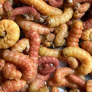 butterworms+worm+reptile+feeders