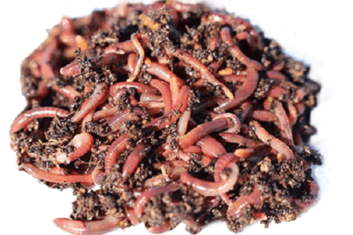 Live Canadian Nightcrawler Worms Pet Bird Food - Health Living
