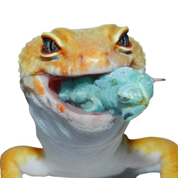 gecko+hornworm+feeder+ETSY