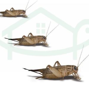 live+crickes+small+med+large+watermark