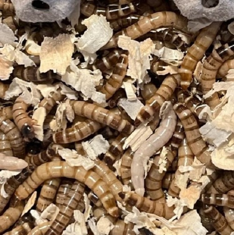Superworms No Growth Hormones 1000 Large Live Superworms Feeder Superworms No Growth Hormones 1000 Large Live Superworms Feeder