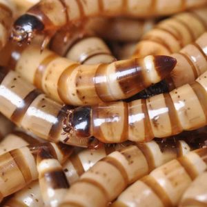superworms-feeder-for-sale